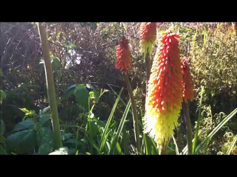 Red Hot Pokers Perennial
