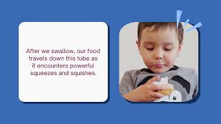 How Our Digestive System Works: Educational Video for Kids