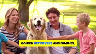 20 FACTS About Golden Retrievers That Will Surprise You