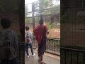 動物園のキリンってこんな早く動くっけ😂#マサイ族#キリン#アフリカ#タンザニア#サファリ#上野動物園