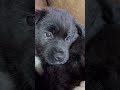 🐕‍🦺#shorts #short #shortvideo #viral #video #viralvideo #viralshorts #viralshort #reels #subscribe