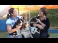 Cuidados com a raça BORDER COLLIE e dicas de saúde!