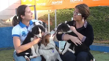 Como cuidar de um cachorro Border Collie?