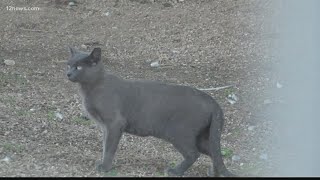 Feral cats invade Phoenix school and neighborhood
