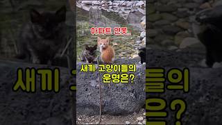 연못을 떠난 새끼고양이 가족