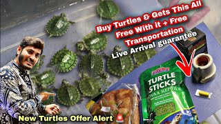 Turtles Combo offer | Imported turtles and all accessories