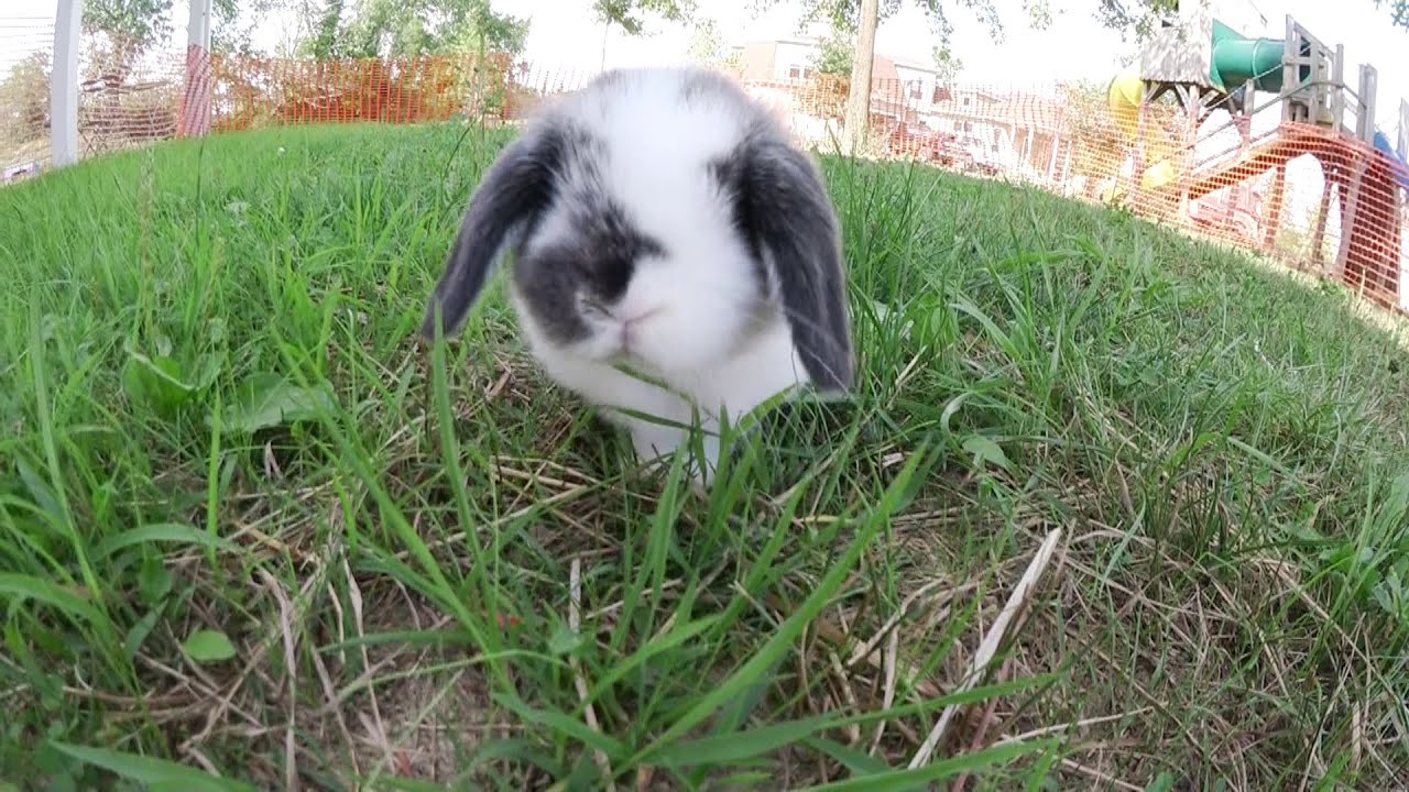 Holland Lop Bunnies Playing Outside Youtube