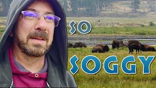 Wet and Wild in YELLOWSTONE National Park's LAMAR VALLEY and Old Faithful Basin!