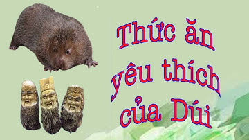 Thức ăn yêu thích nhất cho Dúi