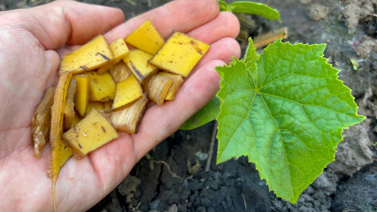 Do this and the cucumbers will grow in the moment and will bear fruit