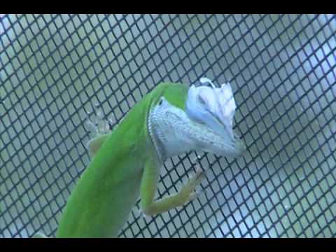 Central Florida Native Wild Green Anole Lizard Shedding 