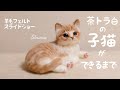 ちょいリアルな茶トラ白の子猫が完成するまで【羊毛フェルト制作スライドショー】【Wool felting slide show】【Needle felting cat】