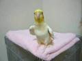 Cockatiel that sings MOMOTARO-SAN(Japanese Nursery rhyme)
