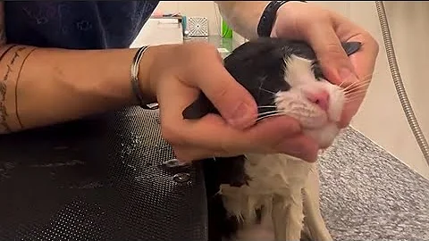 Watch the video about Don't yell bro 😭😂 | cat bath 🛁