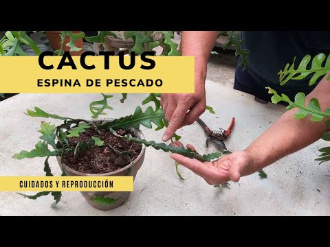 Video: Cactus espina de pescado: información sobre el cultivo de cactus orquídeas Ric Rac