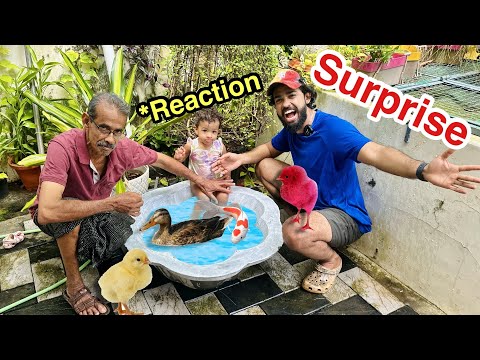 😍 Surprised Gift  For Kids  🎁 | ദൈവമേ.. ഇവൾക്ക് താറാവിനെ ഇത്രയിഷ്ടം ആയിരുന്നോ?!