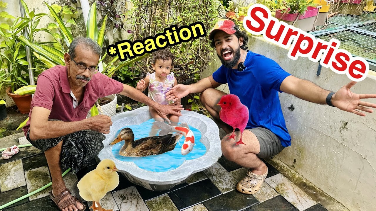 😍 Surprised GIFT  For kids  🎁 | ദൈവമേ.. ഇവൾക്ക് താറാവിനെ ഇത്രയിഷ്ടം ആയിരുന്നോ?!