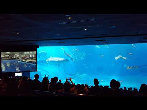 沖繩美麗海水族館-鯨鯊餵食秀