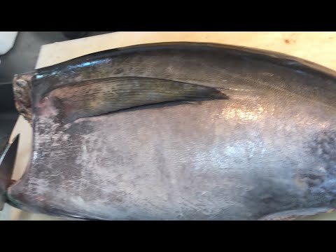 Limpando atum ao vivo! - YouTube