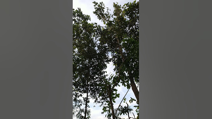 Perkutut di alam Liar yang MIRIP DEHAKIMS AVIARY
