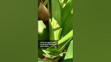 The first step in controlling a pest is learning about it. Here’s a little bit about Fall Armyworms…