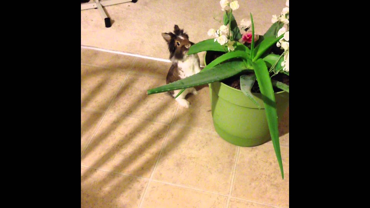 Rabbit Eating Aloe Leaves YouTube