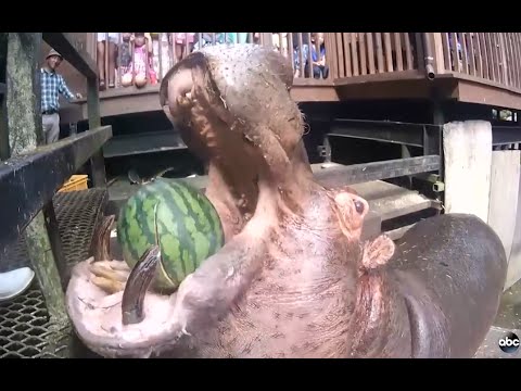 Hippos Devour Whole Watermelons in One Bite
