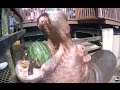 Hippos Devour Whole Watermelons in One Bite