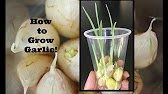 If You Eat Garlic and Honey On an Empty Stomach For 7 Days, This Is What Happens To Your Body