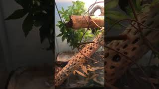 best feeding clip of our new lizard💚 #emeraldswiftlizard #reptiles #reptileowner #reptilehobby