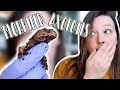 What You Need to Know About Morphed Axolotls // Meet my Axolotls!