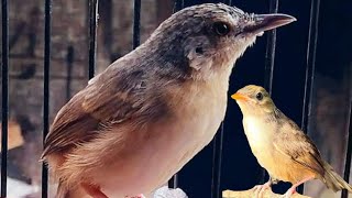 Burung Ciblek Gunung Gacor Ngebren Di Malam Hari