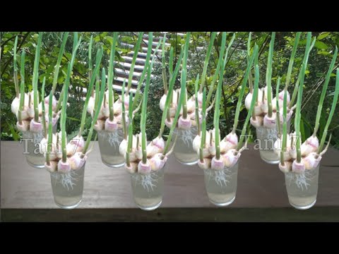 Cara Menanam Bawang Putih di Rumah Hingga Sukses Panen - how to grow garlic at home