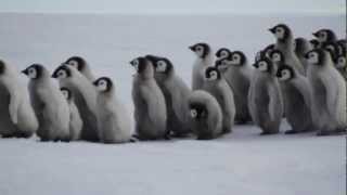 Emperor Penguins