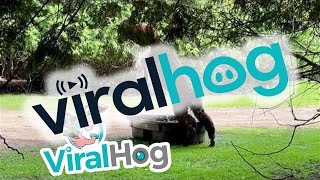 Alpaca Pumped for Pool Time || ViralHog