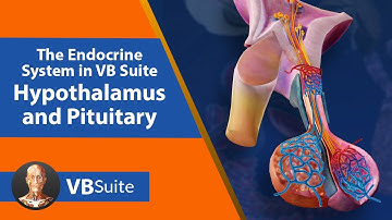 Visible Body | The Endocrine System in VB Suite: Hypothalamus and Pituitary