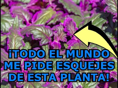 Video: Cultivo de plantas de interior Purple Passion - Información sobre el cuidado de las plantas Purple Passion