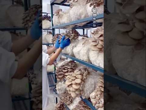 طريقة قطف فطر المحاري الثمين بدون إتلافه