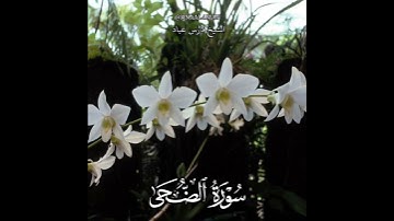 سورة الضحى | الشيخ فارس عباد حالات واتساب