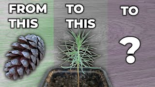 Growing A Pine Tree In A Pot  Part 1