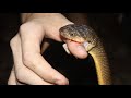 Venomous SNAKES of AUSTRALIA! (Uninhabited Rainforest)