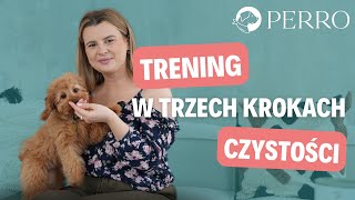 Trening czystości w trzech krokach, czyli jak oduczyć szczenię sikania w domu.