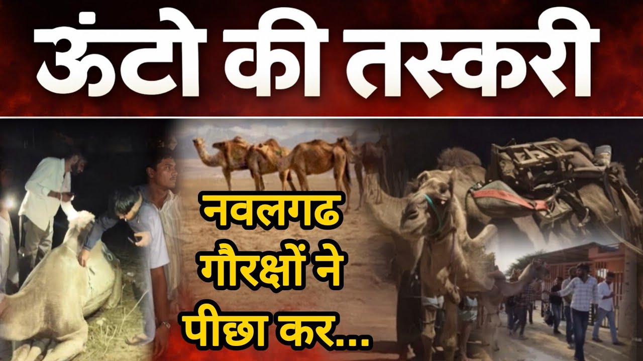 #नवलगढ़ में ऊंटो की तस्करी, नवलगढ गौरक्षों ने पीछा कर...!#nawalgarhnews #rajasthan #crimenews 