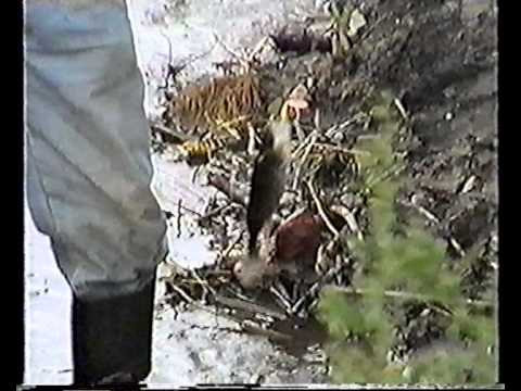 К берегам седого Волхова-Новгород Великий.Часть 3_002.avi