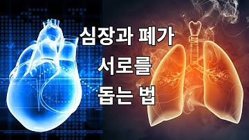 심장과 폐가 서로를 돕는 방법. 심장과 폐는 서로를 도울수도 해칠수도 있다.