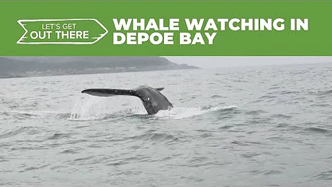 Depoe Bay whale tours offer rare, close-up views of gray whales feeding near shore thumbnail