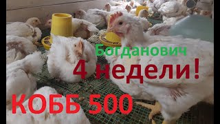 КОББ 500 Чехия на Богдановиче. 4 недели! Broiler 4 weeks