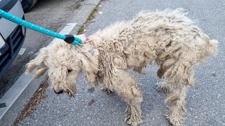 We Saved 2 Neglected Dogs And Gave Them New Life