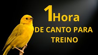 Canário da Terra Cantando Canto Para TREINO