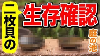 【庭の池】池にいる二枚貝たちがあられもない姿に… 2019.9.12